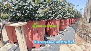 maceta de cultivo de arándanos